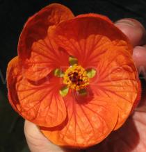 Abutilon x hybridum - Flower - Click to enlarge!